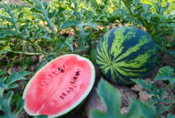 今日吃瓜最新吃瓜,揭秘娱乐圈最新热点事件